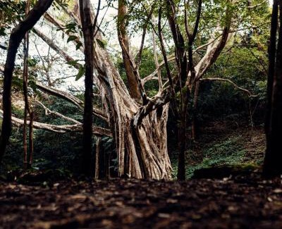 San Mateo Villa | Luxury Villa Ceibo - Exquisite, Private, Serene