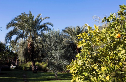 Palmeraie Villa | Luxury Villa with Spa in Palmeraie