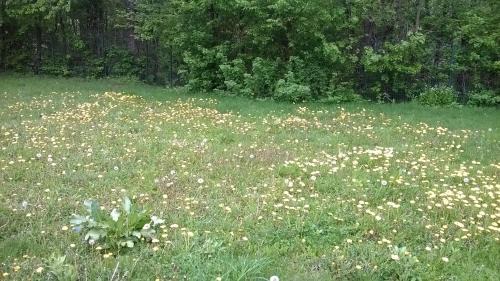 Cornu House | Lycorn