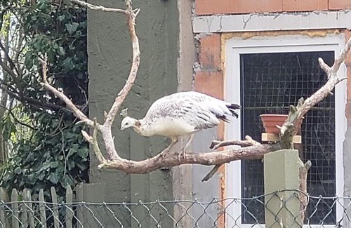 Plattenburg Apartment | Märchenhaft urlauben auf dem Alpakahof