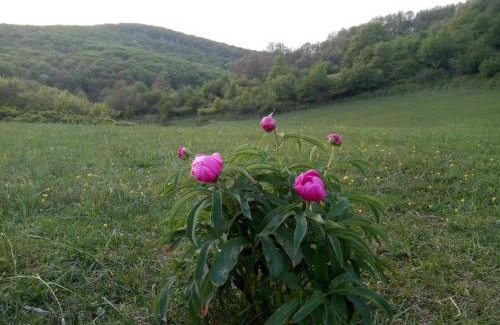 Puspokszentlaszlo House | Mackólak Vendégház és Ökoporta