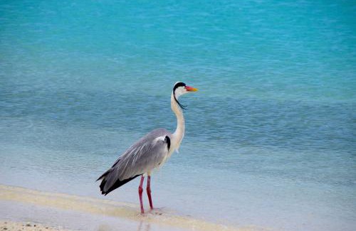 Makunudu Resort | Makunudu Island- An Intimate Hideaway