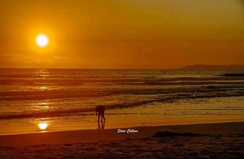 Mararikulam Bed & Breakfast | Marari sea scape house