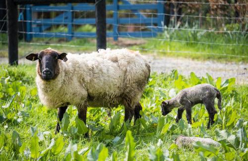 Clonmellon House | Marianne Cottage at Johnsfort