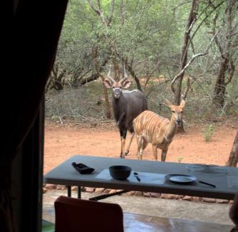 Marloth Park Apartment | Marty's Rest