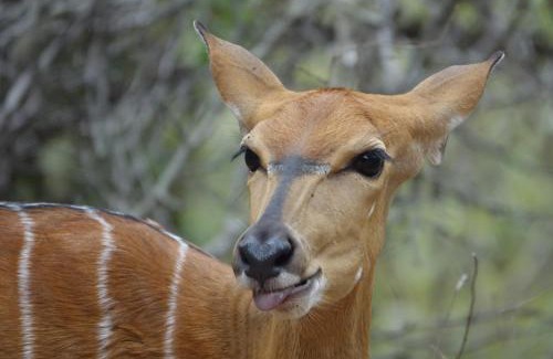 Marloth Park Apartment | Marty's Rest