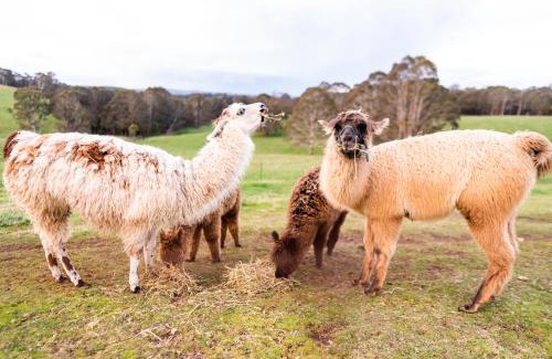 Jenolan House | Mckeown's Rest at Kenzell Farm