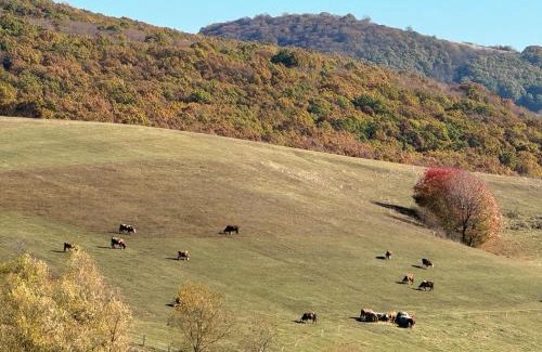 Zetea House | Medve Desag Ursul