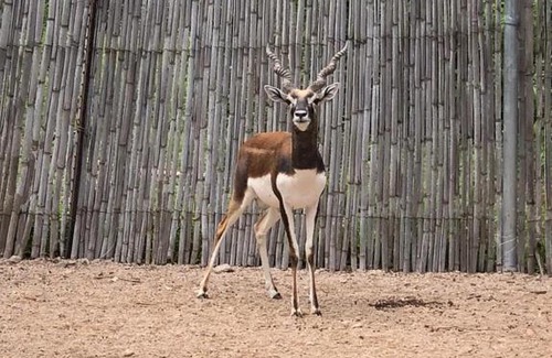 La Paz Other | MEYIBO SAFARI RANCH