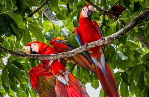 Punta Leona Apartment | Modern Beach Apartment - Walk to Playa Mantas & Beach Club Access