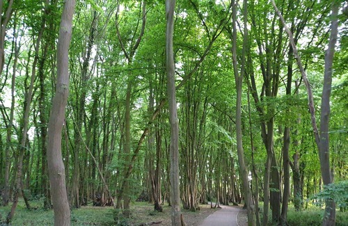 Birchanger House | Modern Spacious Corporate House