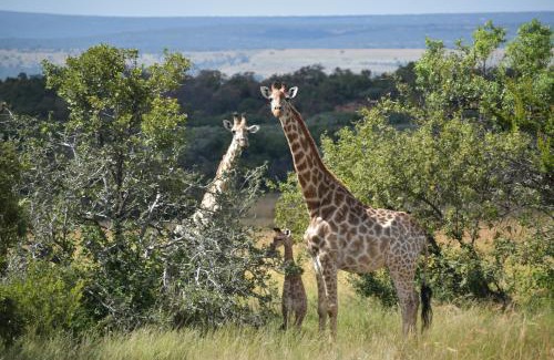 Vaalwater Cabin | Moletani Game Ranch