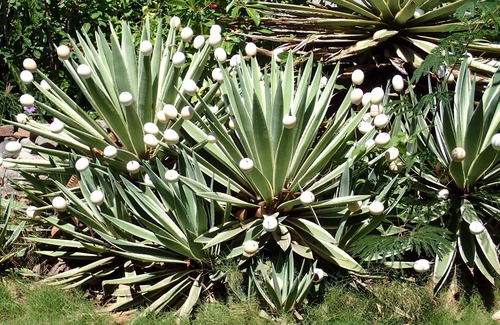 Stonyhill Cottage | Monkeys out the window!