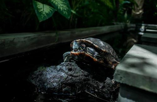 Dyanapura House | My Secret Home