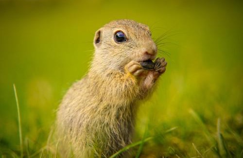 Revuca Cabin | Na samote u lesa