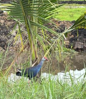 Khuan Khanun Resort | Nabua Thalenoi Resort