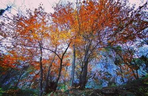 Osigo Bed & Breakfast | Narciso B&B Valbrona