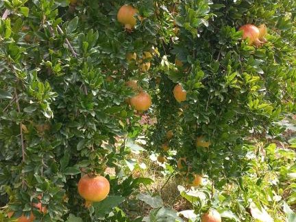 Moqrisset House | Nefzi Guest House