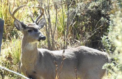 Guican Ski Chalet | Nido y Mirador El Condor Sierra Nevada Guican y El Cocuy
