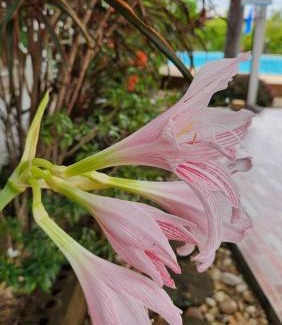 Si Bun Rueang Bed & Breakfast | Nuch's Apple Guest House