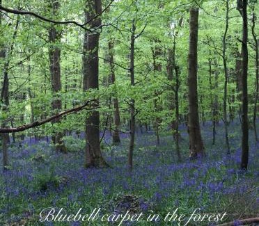 Newry Apartment | Number 6 Narrow Water Castle