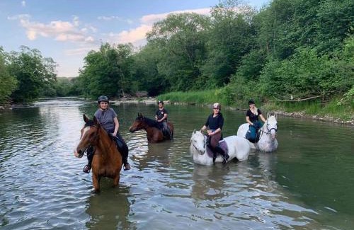 Komancza House | Ośrodek Jeździecki Tarpan latający Holender