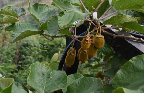 Rajgarh House | Oak hill homestay