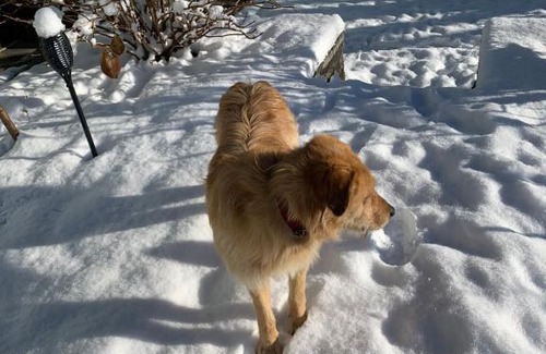 Rajgarh House | Oak hill homestay