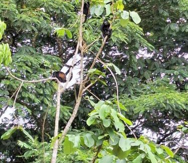 Chilamate Villa | Olla é Mono Ecolodge