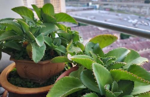 Bukit Jalil Apartment | One South 3bedroom, MRT to TRX