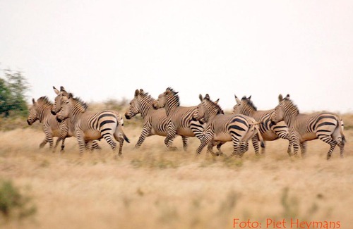 Philippolis Cabin | Otterskloof Game Reserve