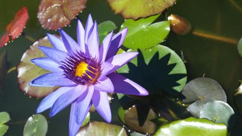 Emadlangeni Bed & Breakfast | Paisley & Pomegranate