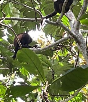 Cahuita House | Papaya Wildlife Lodge