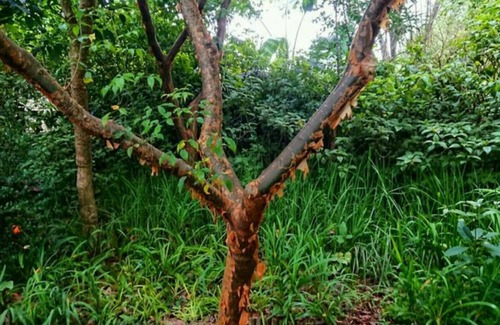 Kloof Cottage | Paperbark Cottage, perfectly situated in a beautiful garden