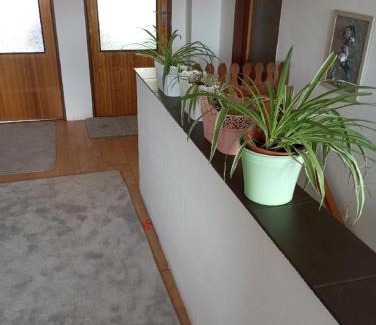 Chotesov House | Patro u Madly