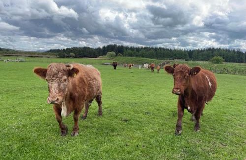 Lanark House | Peaceful rural retreat in Lanarkshire countryside, onsite craft distillery, central for exploring Scotland