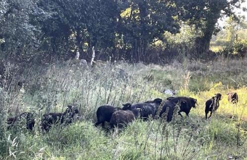 Plouec-du-Trieux Apartment | Petite Maison avec Menhirs et Moutons Ouessant