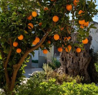 Kouses Apartment | Physis Country House 2 Near Matala Beach & Faistos