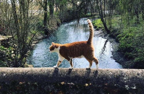 Lormaye House | Pilgrim - modern cottage and cozy -jacuzzi