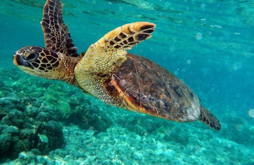 Potrero Hotel | Pitaya Lodge