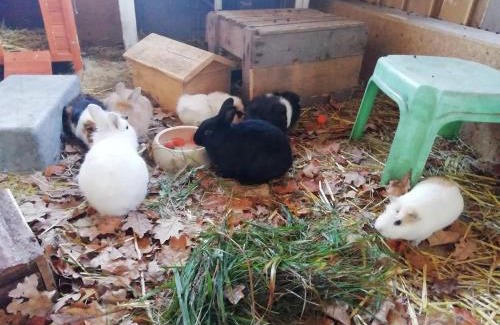 Eschlkam Apartment | Ponyhof Adam Urlaub auf dem Bauernhof