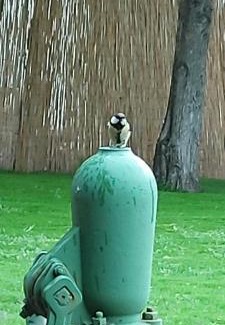 Vojvodina House | Pool House