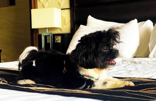 Balibago Hotel | Prime Asia Hotel Deluxe with Glass CR