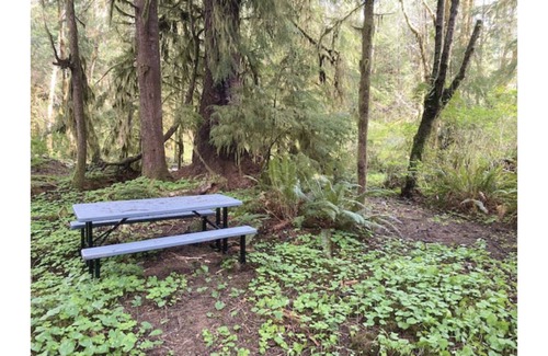 Forks RV Rental | Primitive Tent Site #12- Beautiful Forested Property