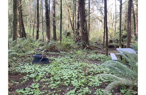 Forks RV Rental | Primitive Tent Site #12- Beautiful Forested Property