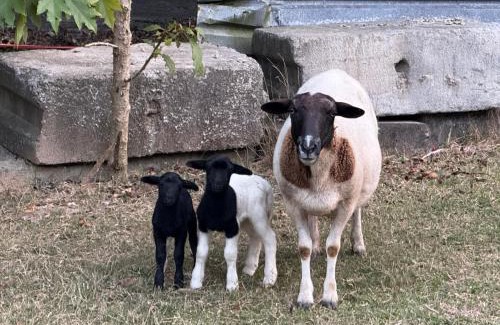 Landsborough House | Private country Cabin 1 Bedroom