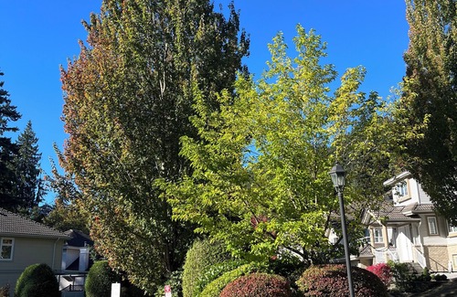 Westwood Plateau House | Quiet cozy room with a private Half-bath and shared shower