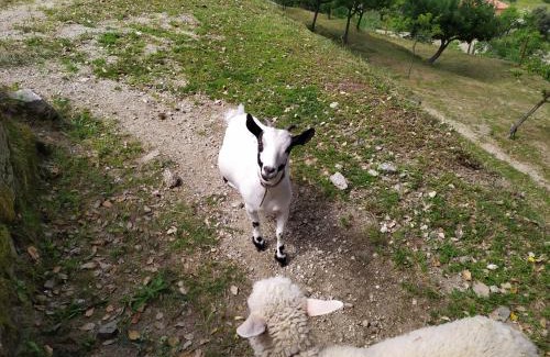 Gondufe House | Quinta Souto Chão