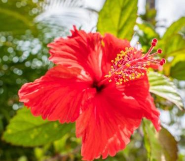 Las Terrenas Villa | Résidence Villas Les Hibiscus