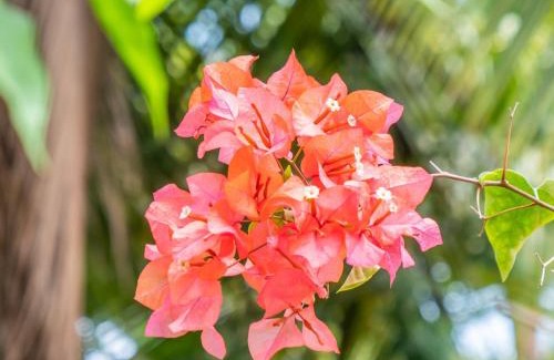 Las Terrenas Villa | Résidence Villas Les Hibiscus